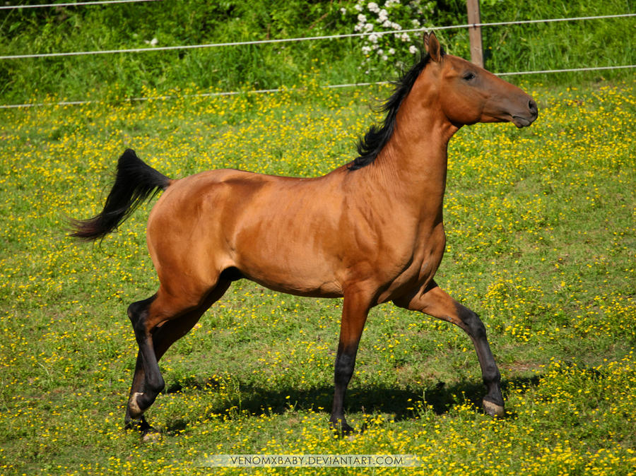 bay dun akhal teke stallion