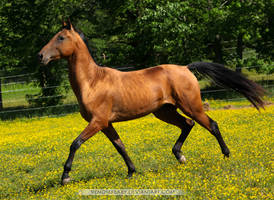 bay dun akhal teke stallion 2
