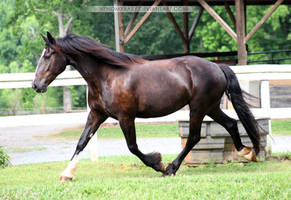 friesian x clydesdale mare 1