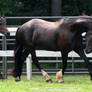 friesian x clydesdale mare 2