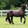 friesian x clydesdale mare 3