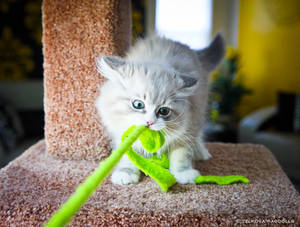 playful mink ragdoll kitten