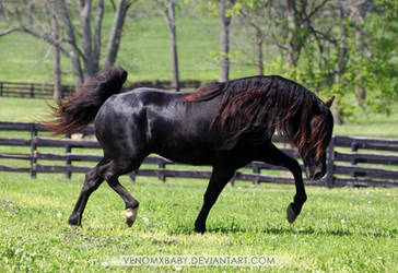 black rmh stallion 1