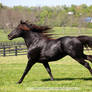 black rmh stallion 2