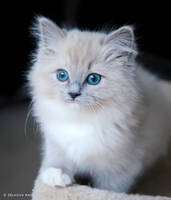 kitten with teal eyes