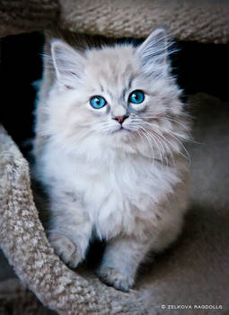 fluffy ragdoll kitten