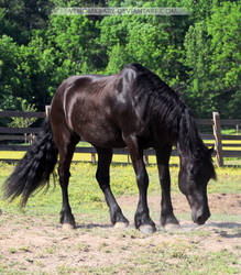 black friesian horse 3