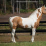 gold champagne stallion 5