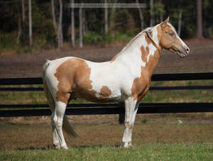 gold champagne stallion 5