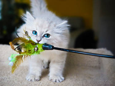 chew toy kitten