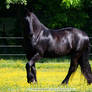 black fresian horse 4