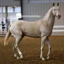 perlino akhal-teke stallion 1