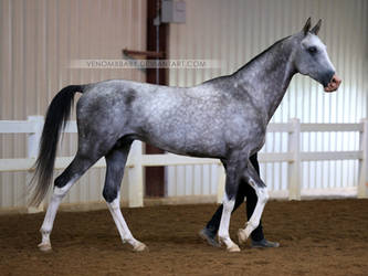 gray akhal-teke stallion 1