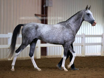 gray akhal-teke stallion 1 by venomxbaby