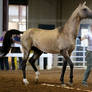 buckskin akhal-teke stallion 1