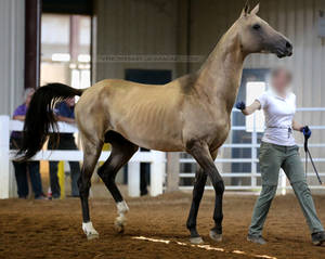 buckskin akhal-teke stallion 1