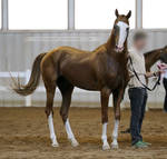 chestnut akhal-teke stallion 1