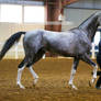 gray akhal-teke stallion 2
