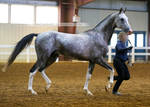gray akhal-teke stallion 2