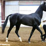 black akhal-teke stallion 1