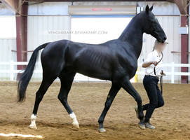 black akhal-teke stallion 1