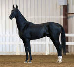 black akhal-teke stallion 2
