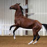 bay akhal-teke rearing