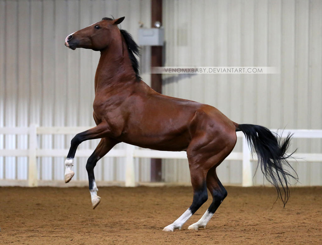 bay akhal-teke rearing