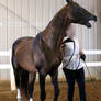 bay akhal-teke stallion 1