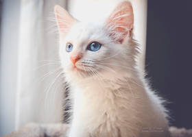 flame point kitten 1