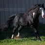 black overo stallion 10