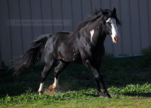 black overo stallion 10