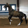 dark bay akhal-teke stallion rearing