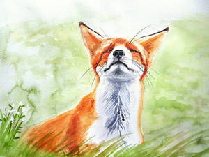 Contented Fox