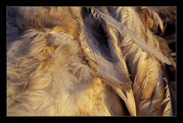 Swan feathers 1