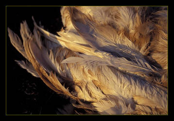 Swan feathers 2