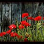 Comme un p'tit coquelicot...