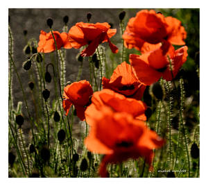 Quelques coquelicots