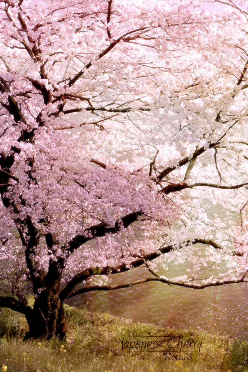 Japanese Cherry