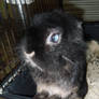 My Rabbit