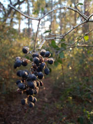 Icy Berries