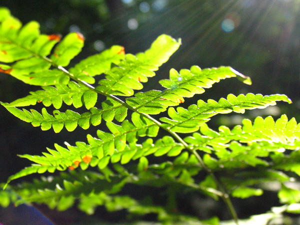 Sun and Fern