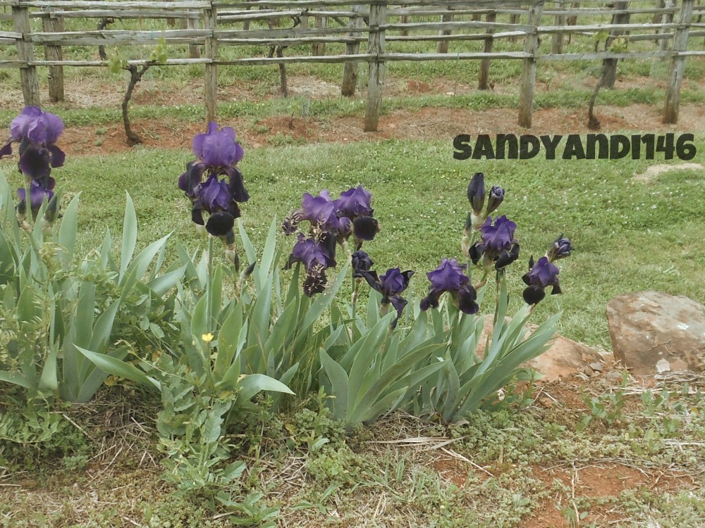 Purple Irises