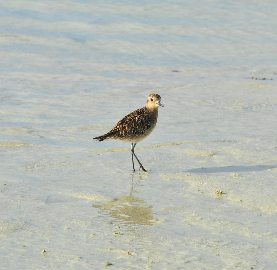 bird in the cook islands