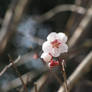 Cherry Blossom at Yoshino