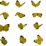 Set (1)
