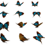 Set (10)
