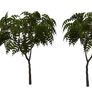 Staghorn Tree 03