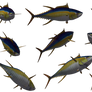 Fish - Tuna 01