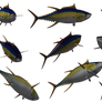 Fish - Tuna 01